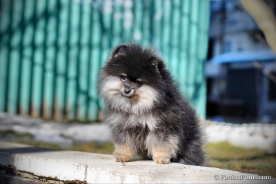 Black and Creme pure Pomeranian male puppy