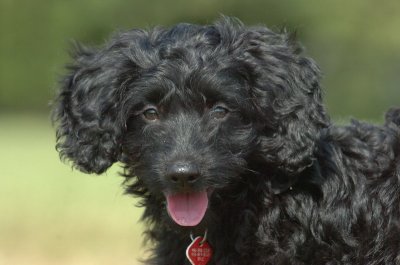 Black Miniature Poodle