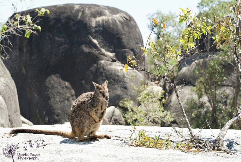 Mareeba Rock Wallaby
