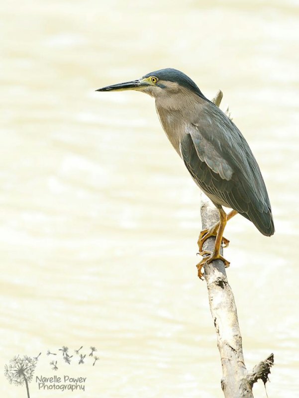 Striated heron