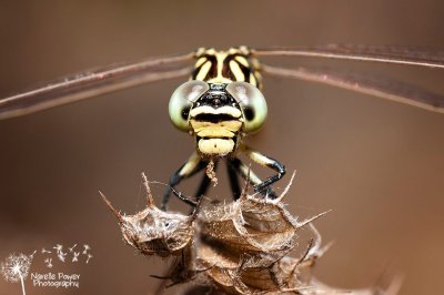 Austroepigomphus turneri - Flame-tipped hunter