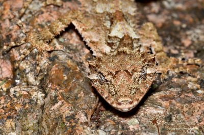 Leaf Tailed Gecko