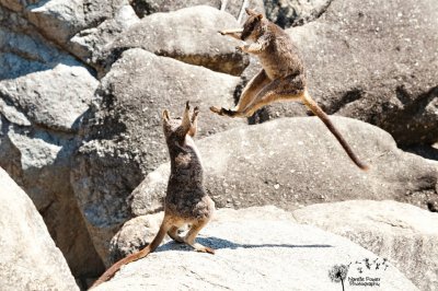 Marreba Rock Wallaby Fight