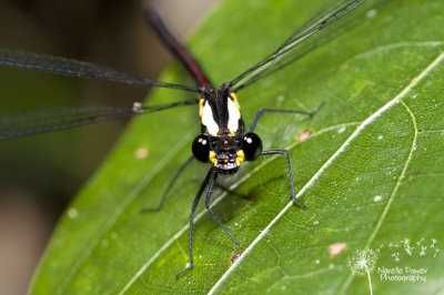 Austroargiolestes chrysoides