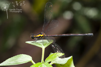 Austroargiolestes chrysoides