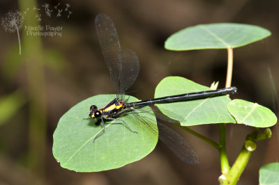 Austroargiolestes chrysoides