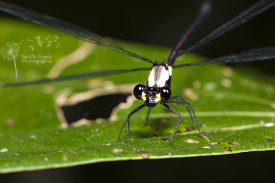 Austroargiolestes chrysoides
