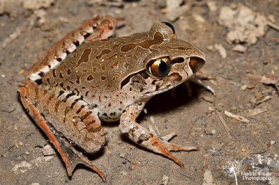 Mixophyes iteratus juvenile