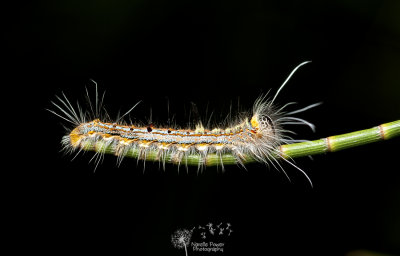 She-Oak Moth Caterpillar, Pernattia pusilla, FAMILY Lasiocampidae 