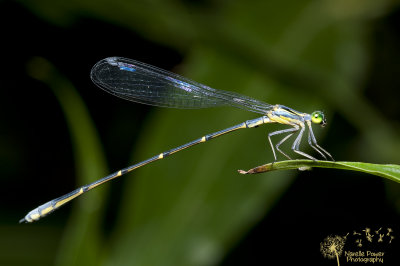 Neosticta canescens