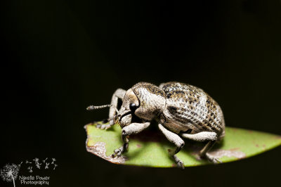 Weevil