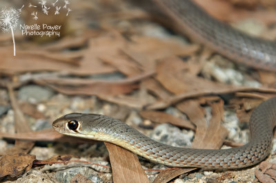 Yellow faced whip snake