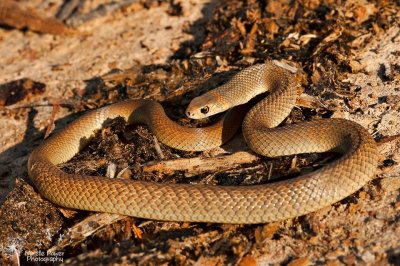 Eastern Brown Snake