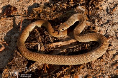 Eastern Brown Snake