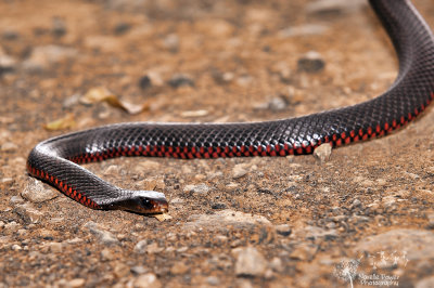 Red Bellied Black Snake