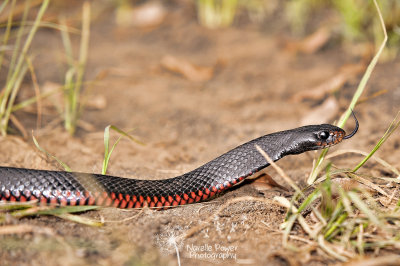 Red Bellied Black Snake