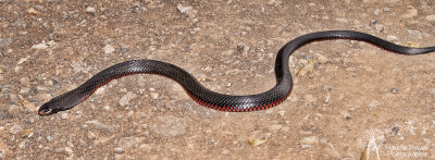 Red Bellied Black Snake