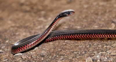 Red Bellied Black Snake