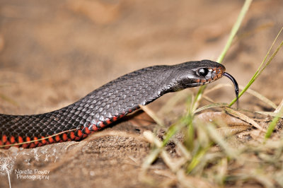 Red Bellied Black Snake