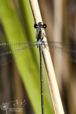 Austroargiolestes icteromelas - common flatwing damselfly