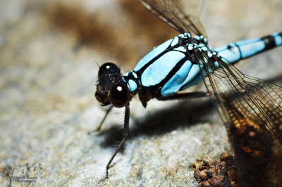 Diphlebia coerulescens - sapphire rockmaster male