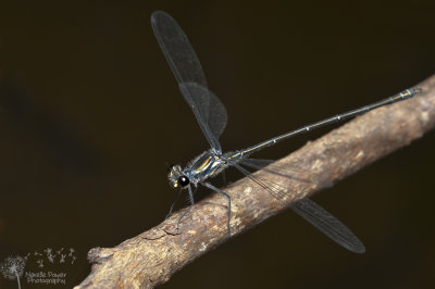 Austroargiolestes icteromelas - common flatwing damselfly
