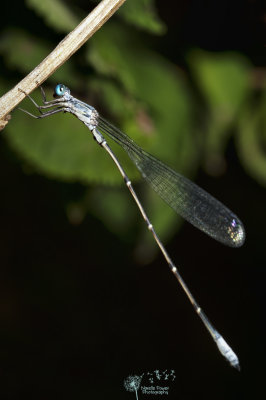 Labidiosticta vallisi