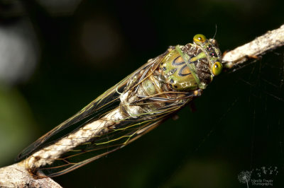 Cicadas & Hoppers