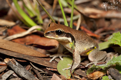 Green-thighed frog - Litoria brevipalmata