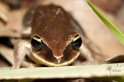 Green-thighed frog - Litoria brevipalmata