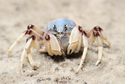 Crabs of Pimpama
