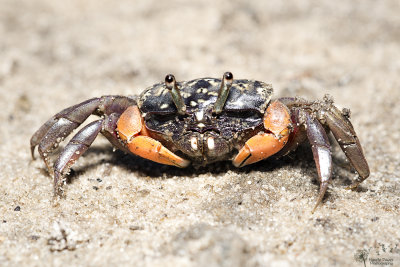 Crabs of Pimpama