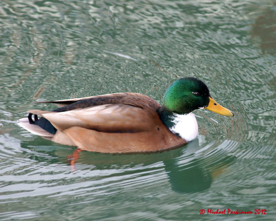 Mallards 00867 copy.jpg