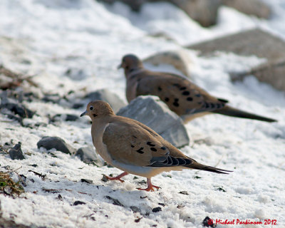 Mourning Dove 00838 copy.jpg