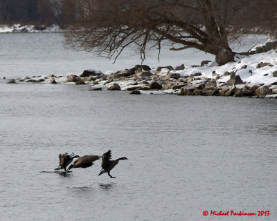 Canada Geese 00966 copy.jpg