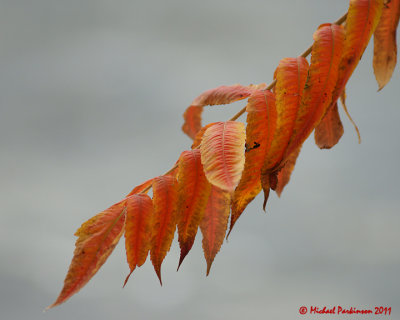 Leaf Peeping 05177 copy.jpg