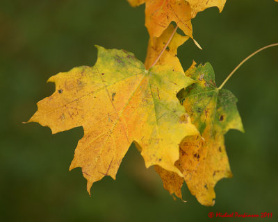 Leaf Peeping 05187 copy.jpg