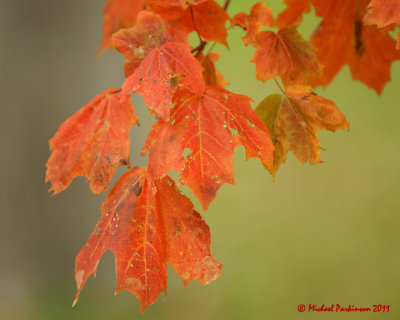 Leaf Peeping 05190 copy.jpg