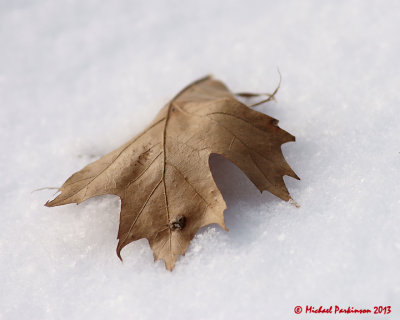 Snow & Oak 00954 copy.jpg