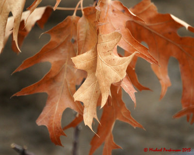 Leaf Peeping 00049 copy.jpg