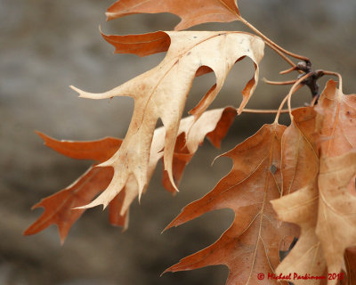 Leaf Peeping 00051 copy.jpg