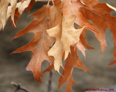 Leaf Peeping 00052 copy.jpg