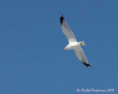 Ring billed Gull 02109 copy.jpg