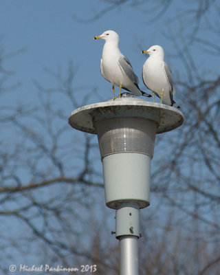 Ring billed Gull 02113 copy.jpg