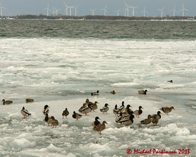 Mallards 04678 copy.jpg