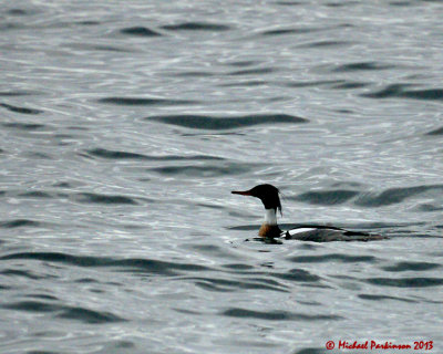 Red-breasted Meganser 00098 copy.jpg