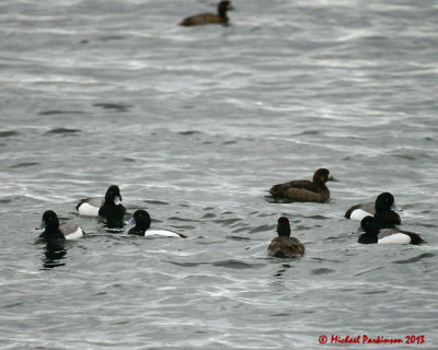 Scaups 00082 copy.jpg