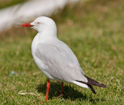 Seagull