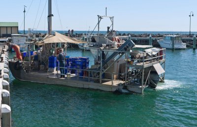 Queenscliff 41.jpg