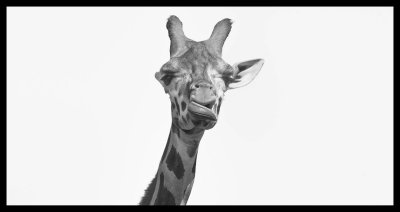 Giraffe 1.jpg